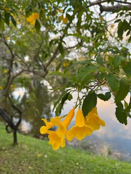 yellow maple leaves