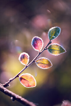 autumn leaves on a tree