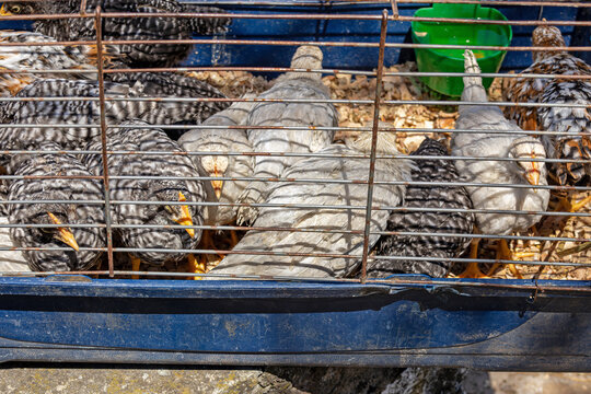 Small chicken birds inside metal cage in rural agricultural industrial farm
