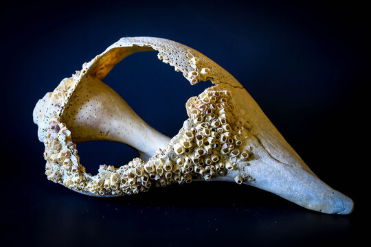 broken seashell with barnacles on black background