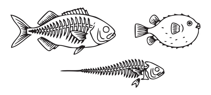 Set of fish skeletons and whole fish illustrations for marine life or food themes.