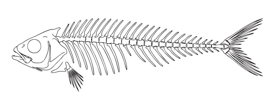 Detailed fish bone skeleton contour outline illustration on transparent background for marine logos.