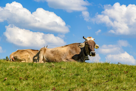 Brown Alpine Cow Resting on Green Hillside Meadow in Bavaria