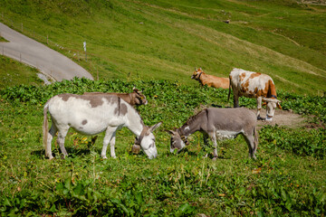 Fototapeta premium Donkeys and Cows Grazing on Alpine Meadow, Oberstdorf Bavaria