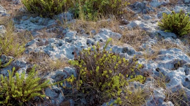 VEGETAZIONE DELLA MACCHIA MEDITERRANEA TRA LE ROCCE CARSICHE SULLA COSTA DEL SALENTO