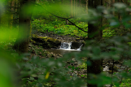 Serene forest stream with a small waterfall cascading over mossy rocks