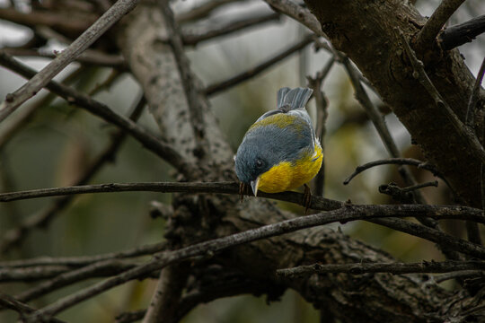 Pitiayum&iacute; (Tropical Parula) Perched Among Bare Branches, Costanera Norte