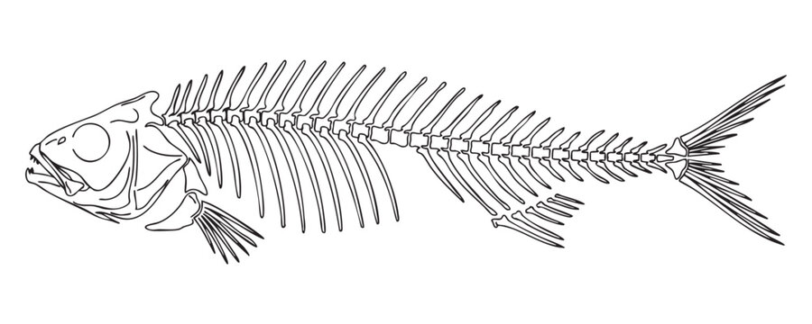 Minimal fish bone structure sketch vector for educational biology diagrams and logo iconography.