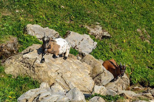 Two Goats Resting on Rocky Alpine Terrain in Bavarian Alps