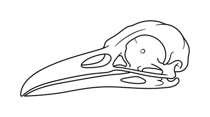 Naklejka premium Detailed line drawing of a bird skull with a long, pointed beak