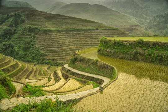 Flooded terraced Rice fields, Longji, Guilin, China