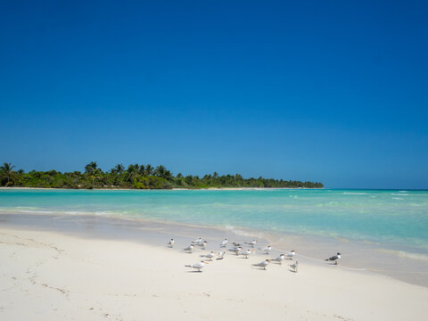 Sian Kaʼan Biosphere Reserve Boca Paila beach turquoise sea and Royal Tern by the water