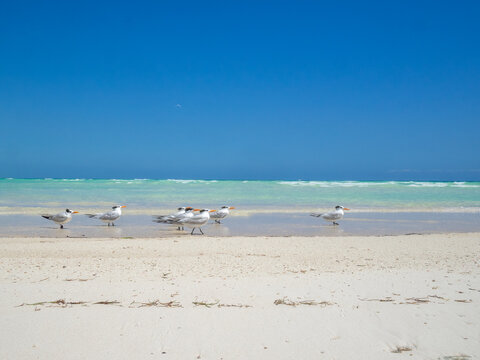 Royal tern in the white sand, turquoise water, Boca Paila beach, Quintana Roo, Mexico