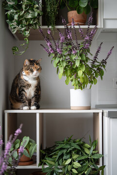 Portrait of domestic calico cat with neck bandage on kitchen cabinet among lush blooming potted Thai basil. Kitty sitting on shelf surrounded by houseplants Pilea, Hoya, Epipremnum in pots. Pet life 