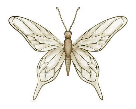 Butterfly watercolor illustration. Decorative insect isolated on background. Botanical nature element for floral compositions, vintage artwork, wedding invitations and greeting cards with graphic.
