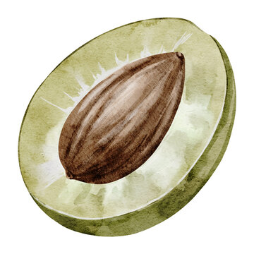 Olive half watercolor illustration with brown pit isolated on background. Mediterranean food clipart with slice of fruit for olive oil, cooking, cuisine, harvest, kitchen and botanical designs.