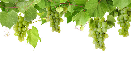 Fototapeta premium Grapevine with green leaves and grapes on transparent background
