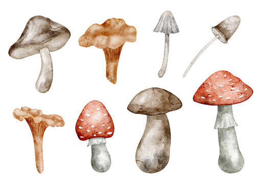 Mushroom watercolor illustration set with forest fungi isolated on background. Autumn woodland clipart with boletus, amanita and toadstools for foraging, nature and seasonal designs. Fall fungus.