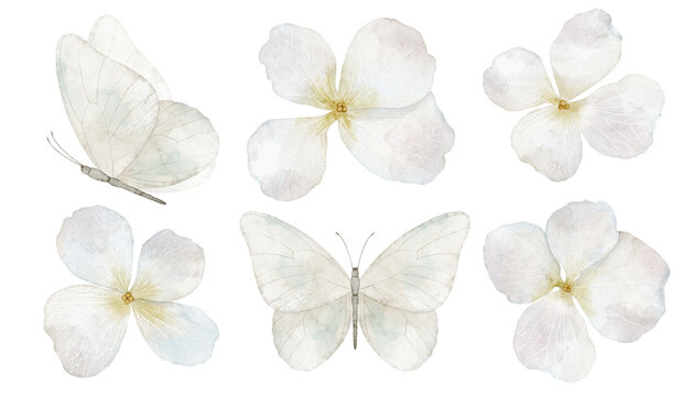 Butterflies and flowers watercolor set. Collection of white pastel botanical elements isolated on background. Decorative for nursery design, wedding invitations and spring greeting cards.