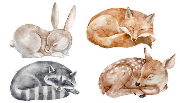 Sleeping animals watercolor illustration set with rabbit, fox, raccoon and deer isolated on background. Woodland forest clipart with napping hare and fawn for nursery posters, baby and cozy autumn.