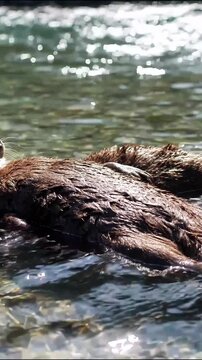 Cute wild sea otter resting on a rock in a sunny rushing river stream wildlife animal water fur nature wildlife animal water fur nature