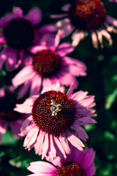 pink  flower coneflower