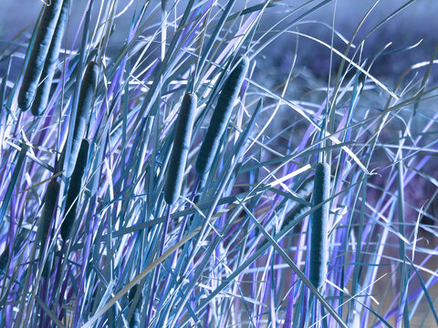 cluster of cattails stalks with altered color growing at the edge of a lake 