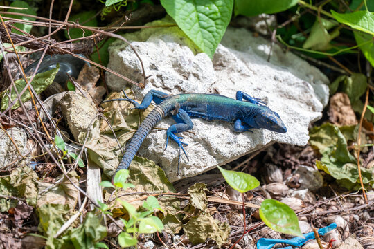 Blue tropical lizard resting on pale coral rock near Manzanillo Beach, Providencia Island, Colombia