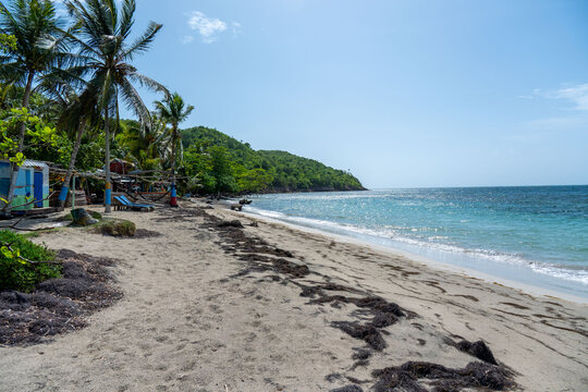 Quiet sandy beach framed by coconut palms and coastal forest at Manchineel Bay, Manzanillo Beach, Providencia Island, Colombia