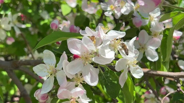 Flowering apple branch with bees under soft natural light creating calm and aesthetic spring scene. High quality 4k footage