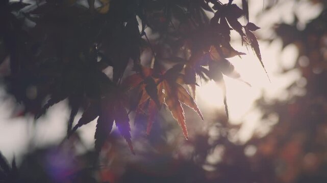 Backlit autumn maple leaves in Japan with a nostalgic film look
