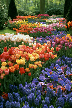 Keukenhof garden's flowers come in a variety of colors in the Netherlands.