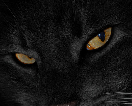 Black Cat with Evil Eyes
