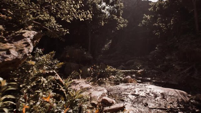 rocky sunlight clearing with foreground foliage and high contrast shadows, editorial mood suited for nature articles, environmental features, or atmospheric