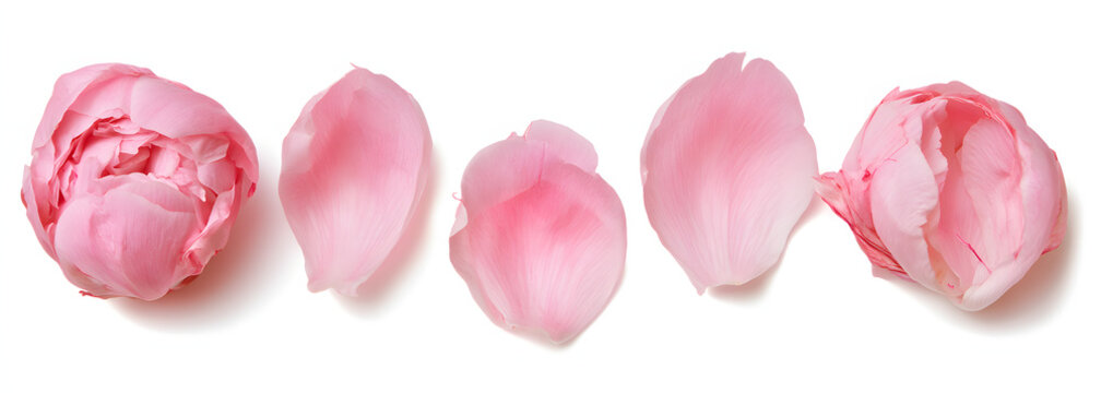 Pink peony petals isolated on white set
