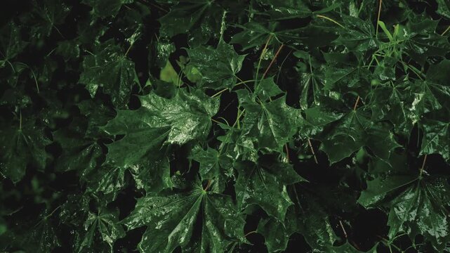 Botanical background: close-up of rain-soaked dark green maple leaves swaying in wind and falling raindrops. Moody natural texture of wet lush foliage in rainy weather. Smooth upward camera movement