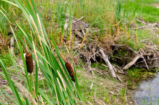Horizontal view of brown cattail seed heads and long green leaves standing in the foreground along a marshy shoreline near Child's Lake in Duck Mountain Provincial Park, Manitoba, with a wooden beaver