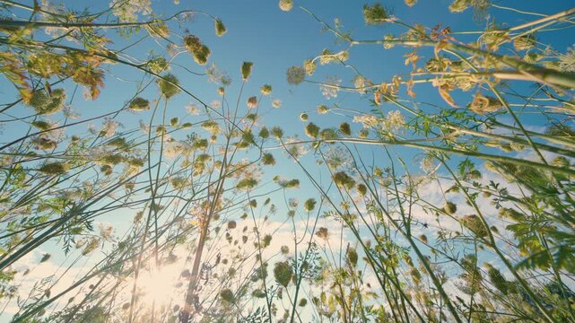 Low Angle Wide View: Wild Carrot Flowers Against Blue Sky at Sunset | Queen Annes Lace Meadow Backlit by Golden Sun | Delicate White Wildflowers Swaying in Summer Field