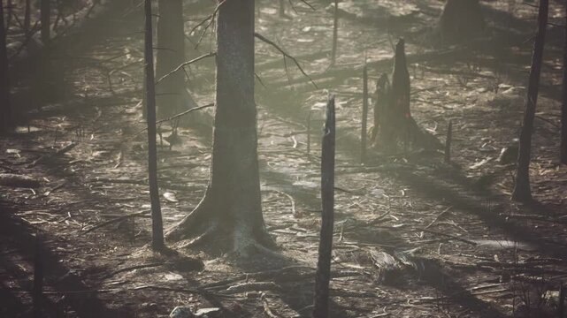 A burned forest reveals charred trees standing amid ash and debris, showcasing the aftermath of a recent wildfire. Sunlight filters through the haze, highlighting the stark landscape.