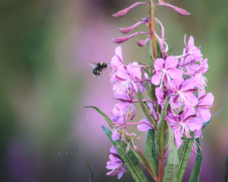 Common Carder Bee, Bombus Pascuorum, Feeding on Rosebay Willowherb in Stakeford, Northumberland During Close‑Up Pollination