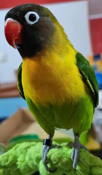 Beautiful yellow-green collared masked lovebird parrot standing on a bed and looking at the camera