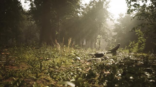 Soft sunlight streams through the leaves of tall trees, illuminating a quiet forest floor covered with grass and small plants, creating a serene atmosphere.