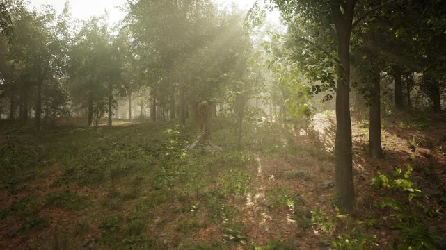 Morning light gently breaks through the treetops, illuminating a tranquil forest with lush greenery and a soft, peaceful atmosphere. Nature awakens in this quiet setting.