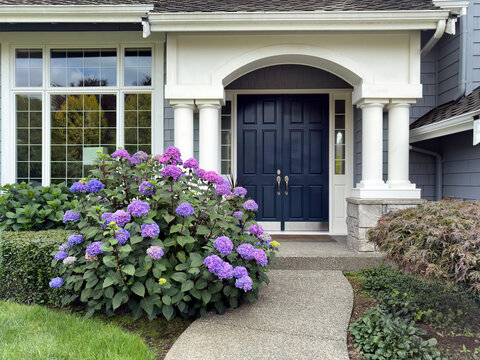 Front entrance of residual home during summer with blooming purple hydrangea flowers and plush bushes and lawn yard