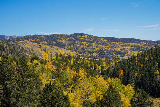 Aspen trees in the Fall