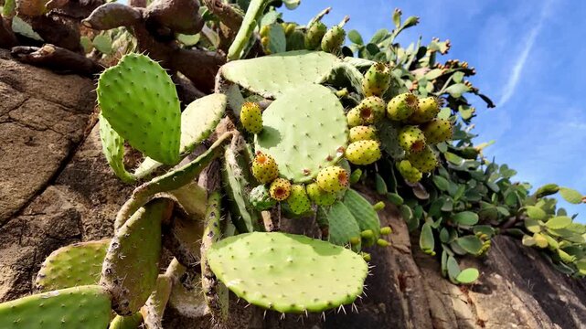 Close up prickly pear cactus pads with yellow fruits against a blue sky detailed