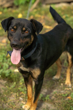 A dog is standing on the grass with its tongue out and a joyful look. The background shows green plants and trees, indicating a natural setting