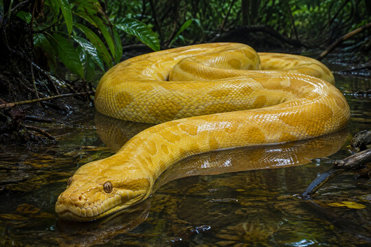 A yellow anaconda in the jungle