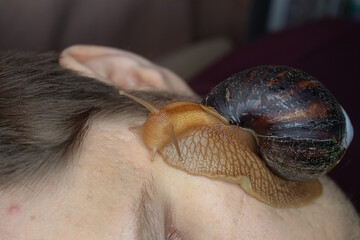 Snail Facial Therapy Giant Mollusk in Natural Skincare © Artskrin