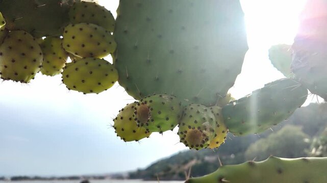 Prickly pear cactus pads and ripe yellow fruits hanging against a bright sky